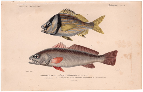 Shadefish Porkfish